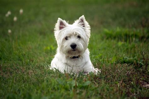 The Quintessential Westie: A Comprehensive Guide to the Western Highland White Terrier