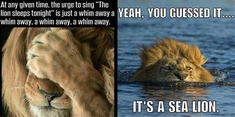 The ROARing Popularity of Meme Lions