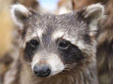 The Raccoon Costume: Your Guide to Transforming into a Nocturnal Bandit