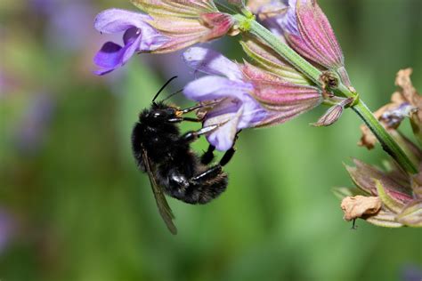 The Rarity of the Bumble Bee: A Conservation Concern