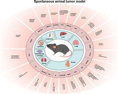 The Rat in Cancer Research A Crucial Tool for all Aspects of Translational Studies Doc