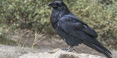 The Raven's Presence in Southern Folklore