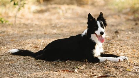 The Red Border Collie Dog: A Comprehensive Guide