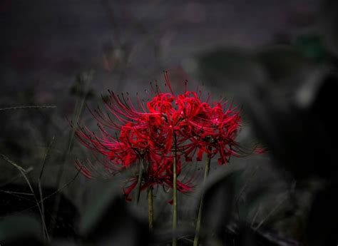 The Red Flower Epub