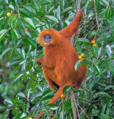 The Red Langur: A Critically Endangered Primate