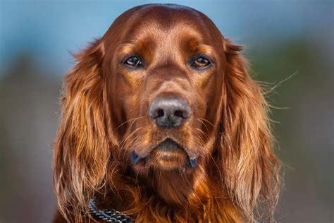 The Redwing Irish Setter: A Comprehensive Guide to an Exceptional Breed