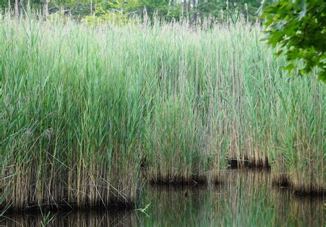 The Reed: A Versatile and Enduring Plant