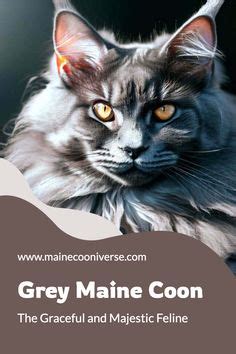 The Regal Grey Maine Coon: A Comprehensive Guide to This Majestic Feline