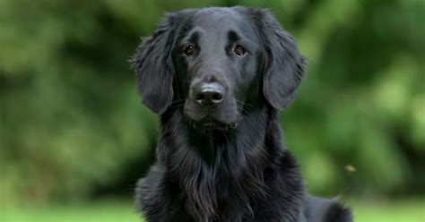 The Regal Lineage of the Flat Retriever Black