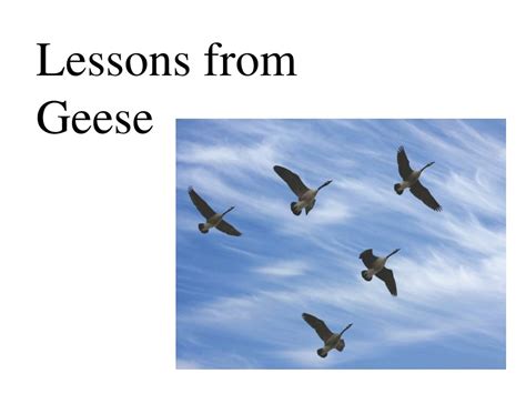 The Remarkable Gains by Geese: Lessons for Human Success