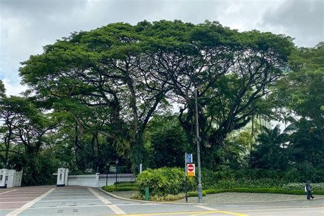 The Remarkable Number of Trees in Singapore