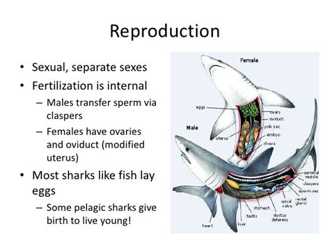 The Reproduction and Development of Sharks, Skates, Rays and Ratfishes Epub