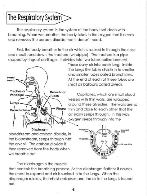 The Respiratory System Packet Answers PDF