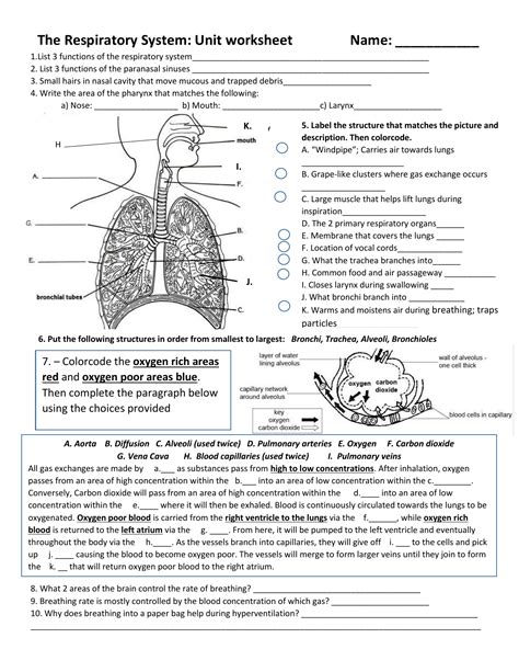 The Respiratory System Pulmonary Ventilation Worksheet Answers Epub