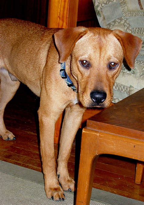 The Rhodesian Ridgeback Lab Mix: A Unique and Lovable Blend of Two Exceptional Breeds