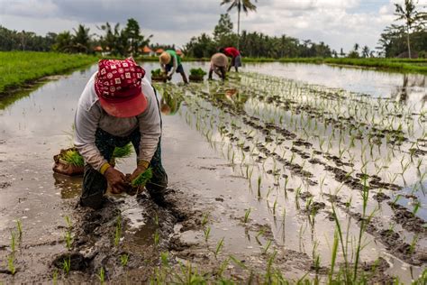 The Ricewife: An Essential Partner in Rice Farming