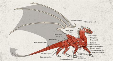 The Ridiculousness of Dragon Anatomy