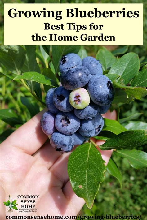 The Right Way to Nourish Your Blueberry Bushes