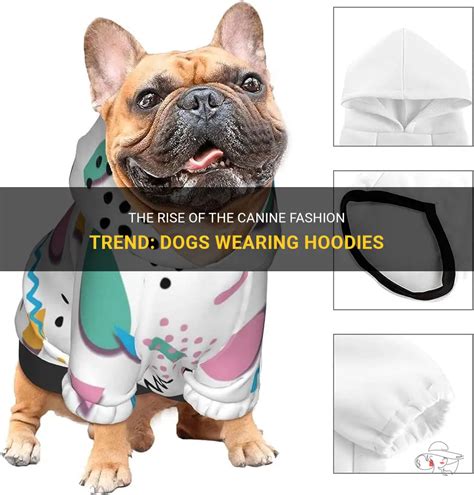 The Rise of Canine Fashion