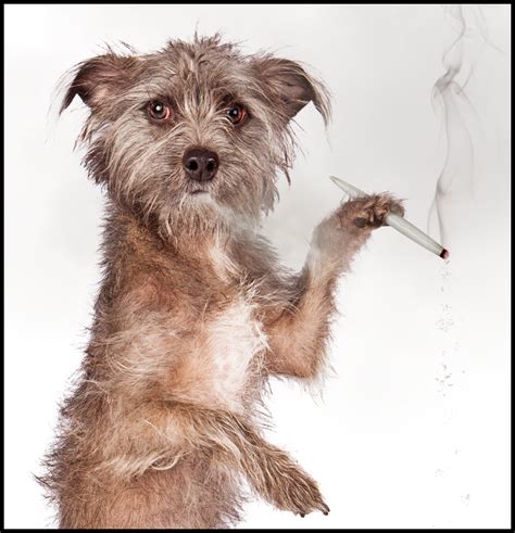 The Rise of Doggie Cannabis