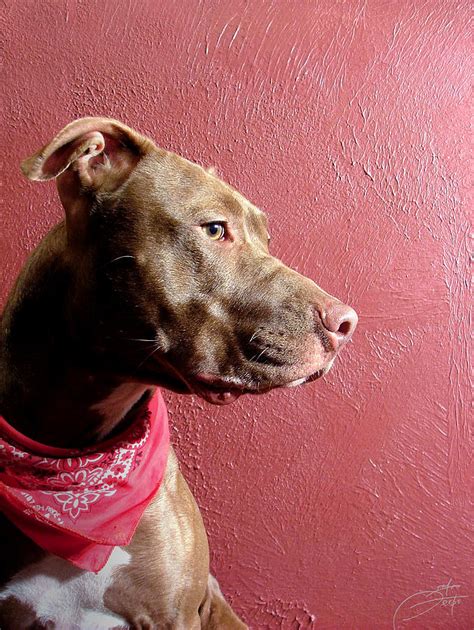 The Rise of Pit Bull Pride