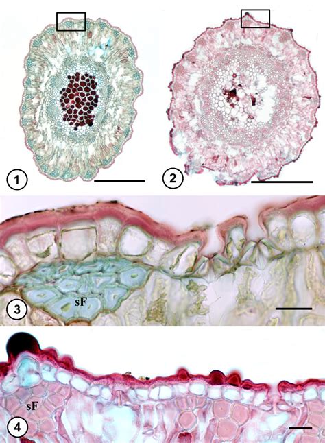 The Rise of Wolftrees: Unlocking a Novel Frontier in Botany