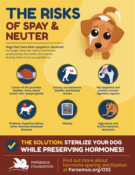 The Risks of Spaying or Neutering