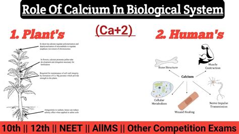 The Role of Calcium in Biological Systems, Vol. 2 Reader