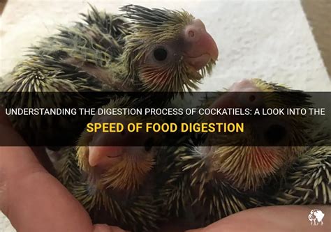 The Role of Grit in Cockatiel Digestion