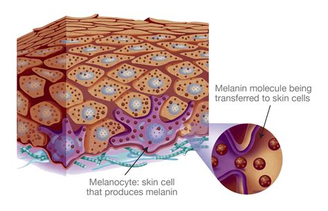 The Role of Melanin: