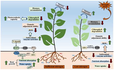 The Role of Nitrogen (N) in Plant Growth