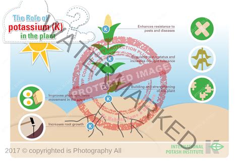 The Role of Potassium in Plants