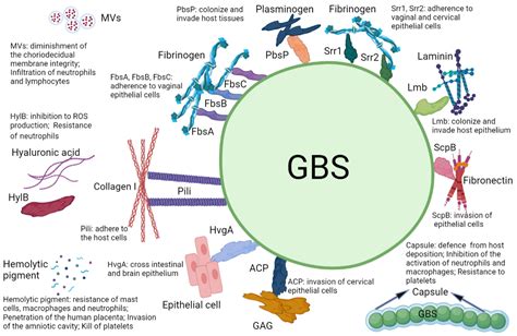 The Role of TBS in GBS