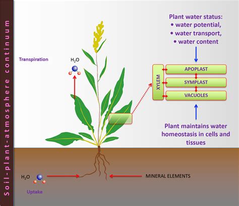 The Role of Water in Fertilizer Uptake