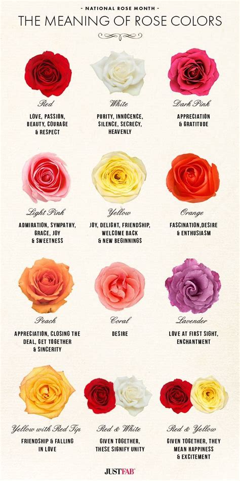 The Rose's Allure: A Guide to Bouquets and Their Significance