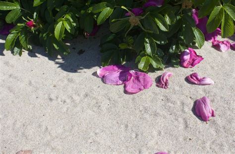 The Rose Petal Beach Doc