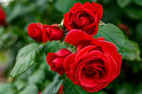 The Rose Story 25: A Comprehensive Guide to Cultivating the Perfect Rose Garden