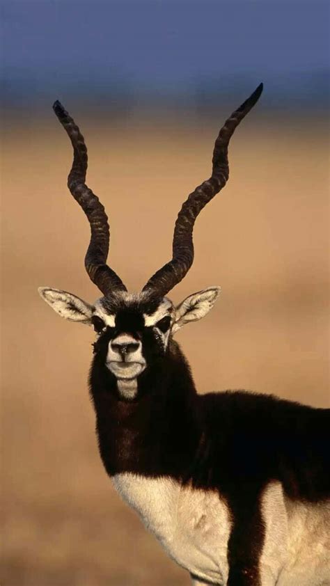 The Royal Blackbuck: A Majestic Antelope