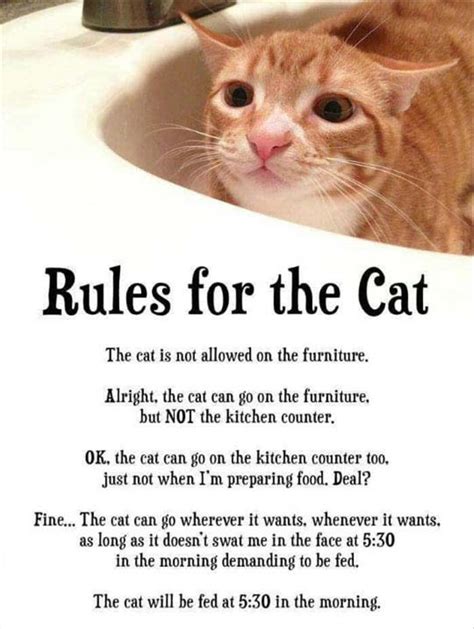 The Rules for Cats PDF
