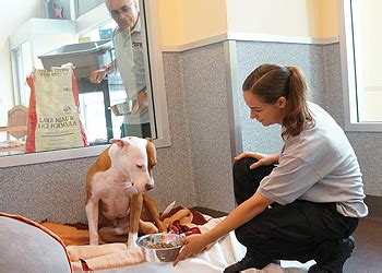 The SPCA: Providing Compassion and Care for Animals in Need