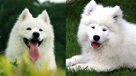 The Samoyed: A Siberian Snowball