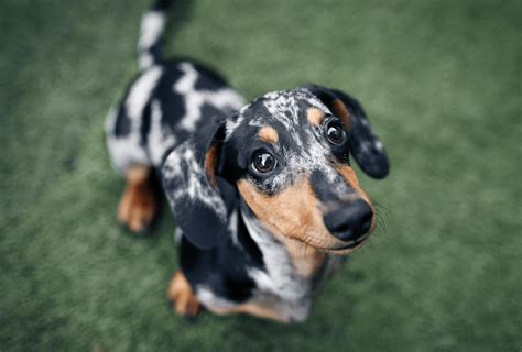 The Sausage Dog Life Expectancy: A Comprehensive Guide