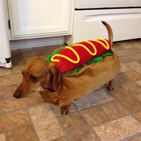 The Sausage Dog in a Hot Dog Costume: A Guide to the Ultimate Canine Fashion Statement