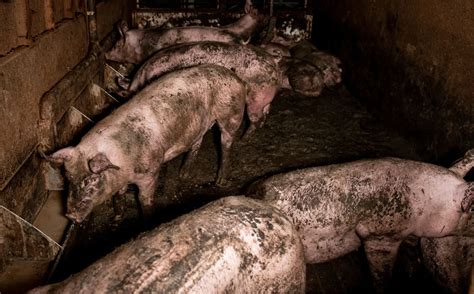 The Saw Pig: A Harrowing and Heartwrenching Symbol of Animal Exploitation