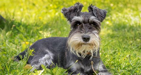 The Schnauzer: