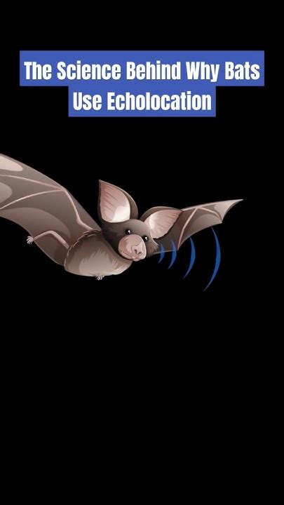 The Science Behind Bat Echolocation