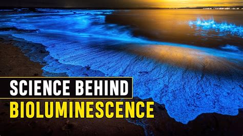 The Science Behind Bioluminescence