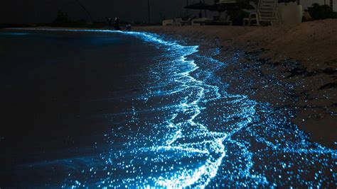 The Science Behind Bioluminescent Rocks