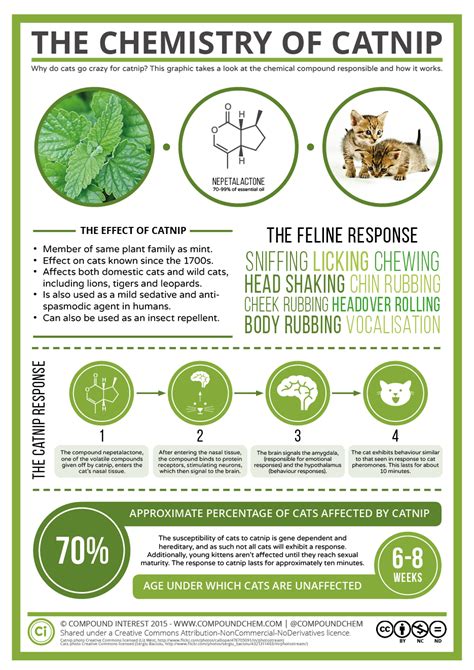 The Science Behind Catnip's Effects