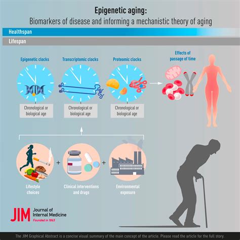 The Science of Aging: Understanding the Process